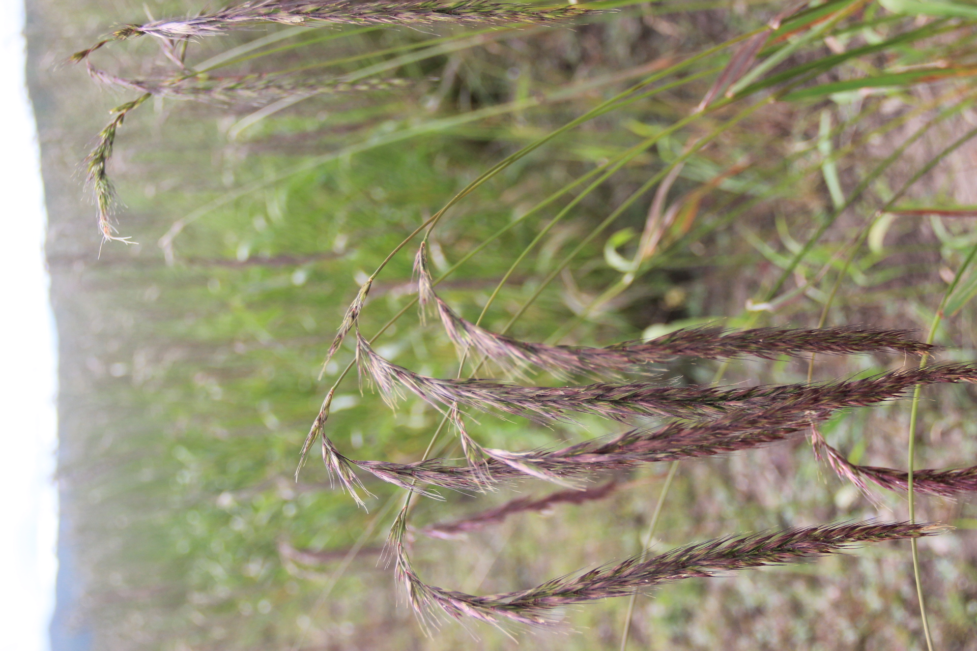 <p><em>Elymus nutans</em></p>