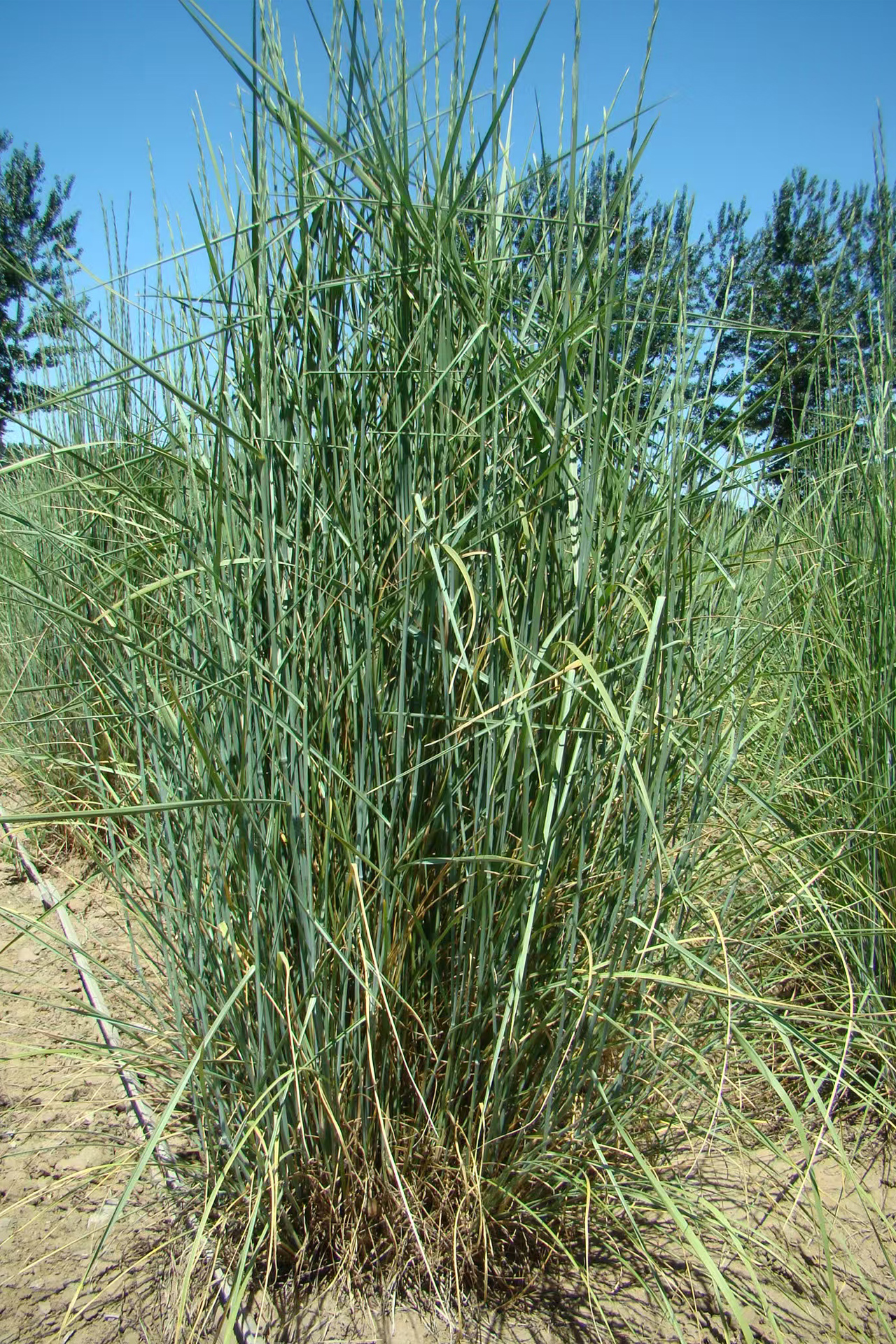 <p>&nbsp;<em>Thinopyrum elongatum</em></p>