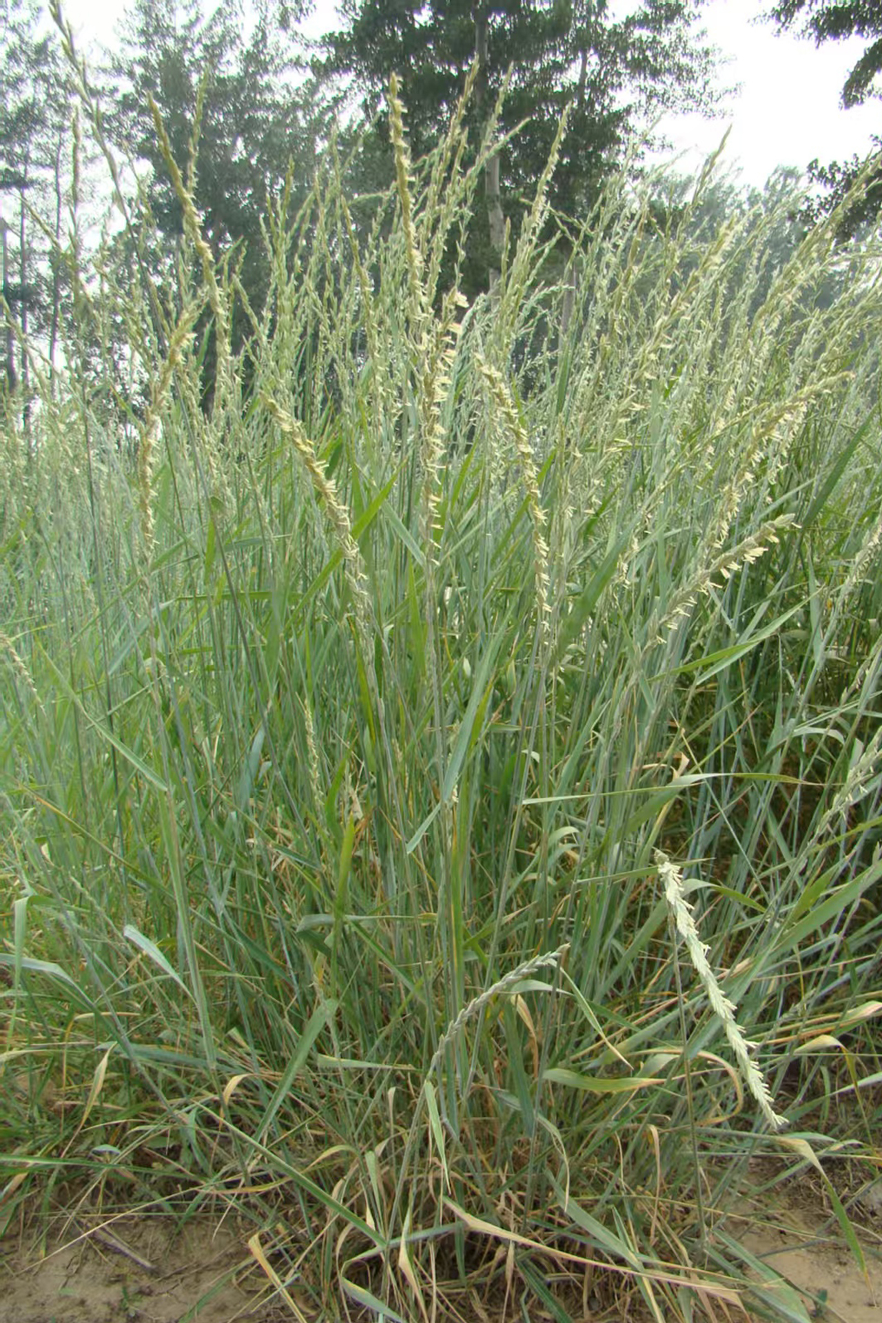 <p><em>Thinopyrum intermedium</em></p>