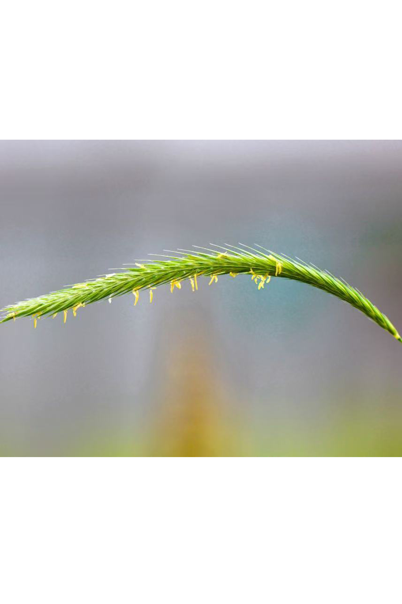 <p><em>Secale cereale</em></p>