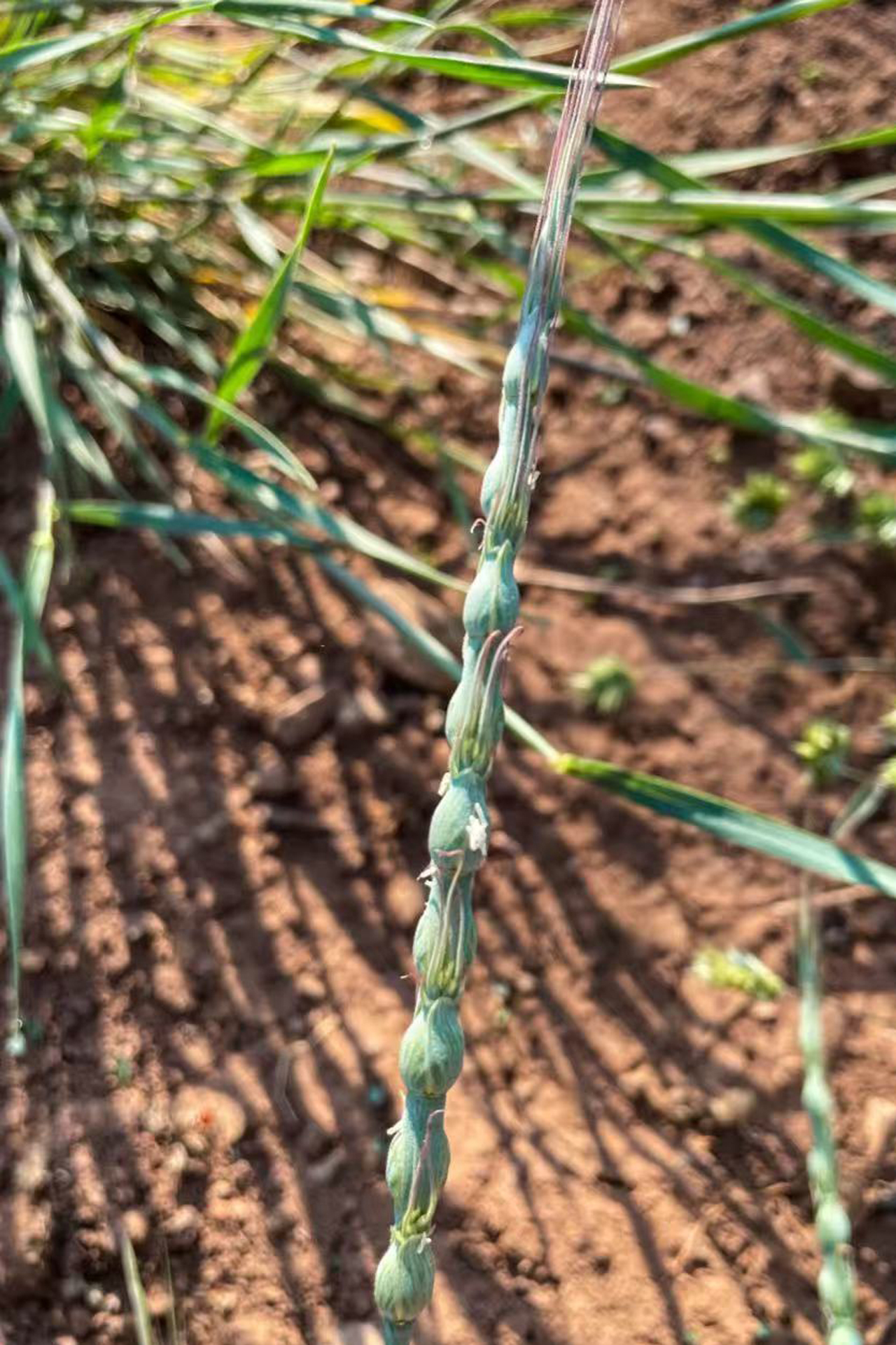 <p class="MsoNormal"><em>Aegilops ventricosa</em></p>