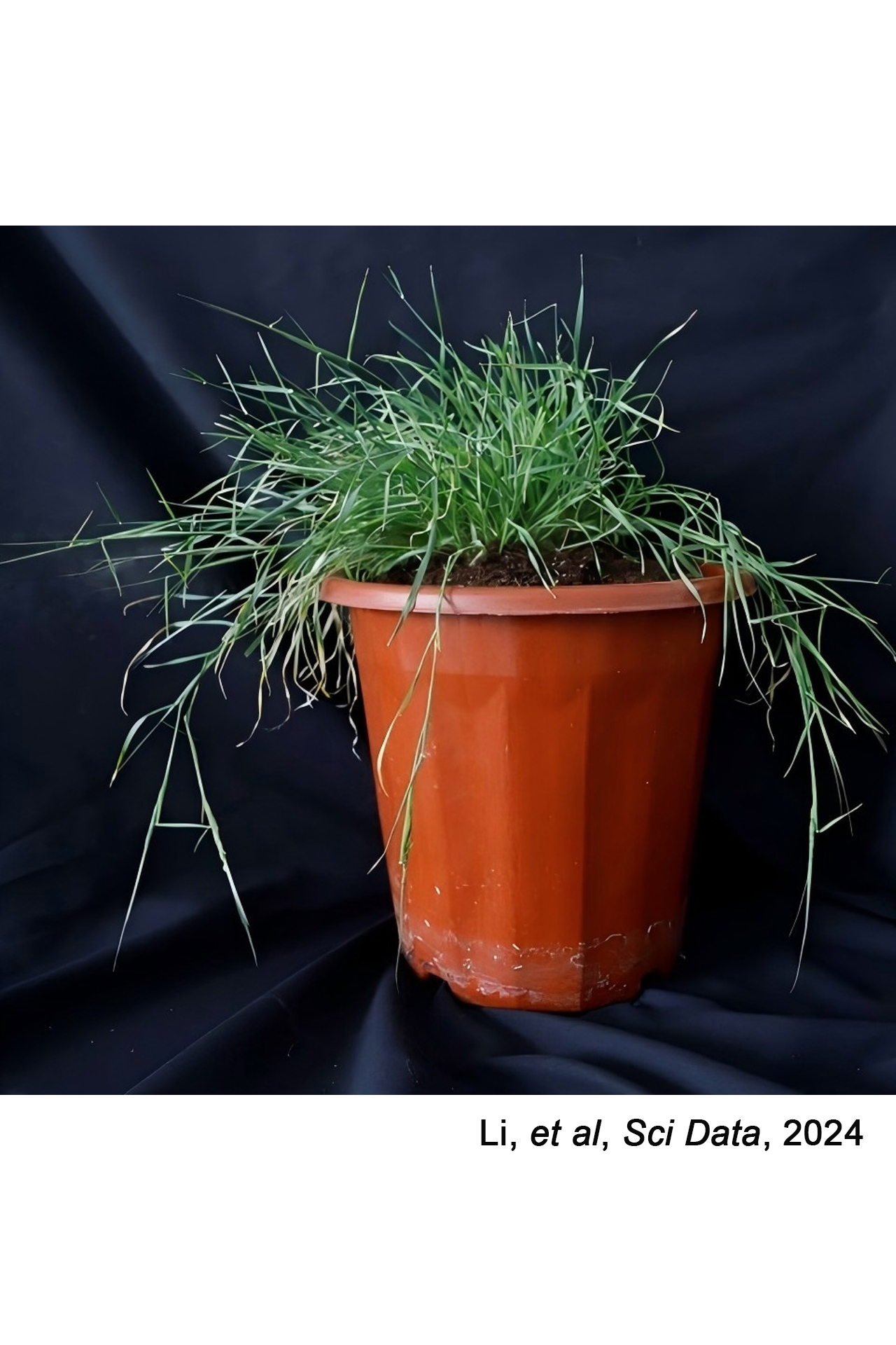 <p><em>Aegilops comosa&nbsp;</em></p>