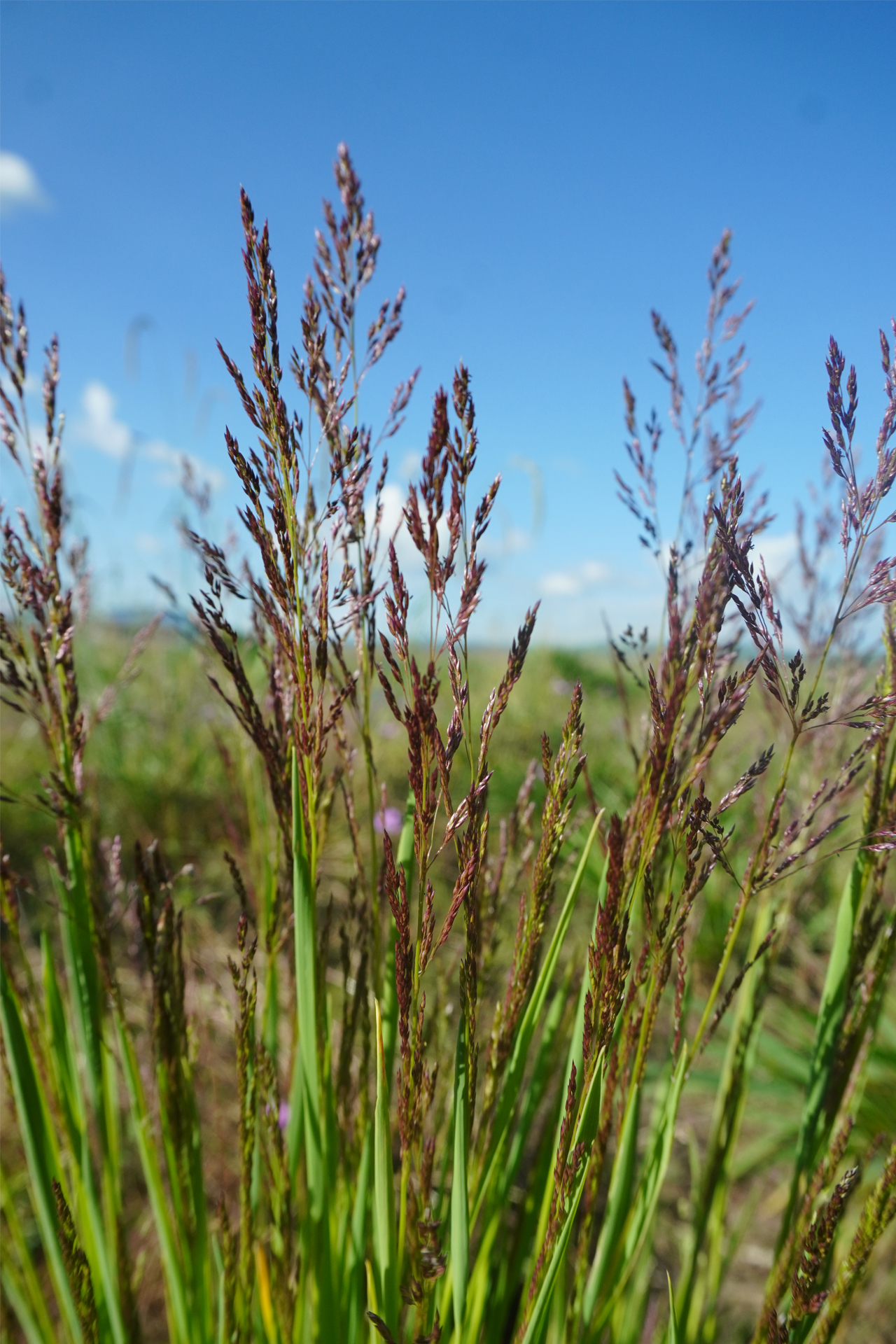 <p><em>Poa pratensis&nbsp;</em></p>