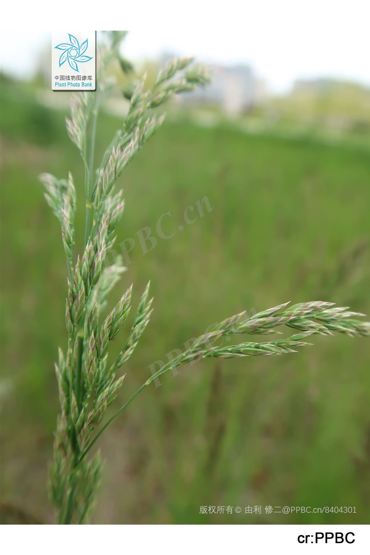 <p><em>Poa trivialis</em></p>