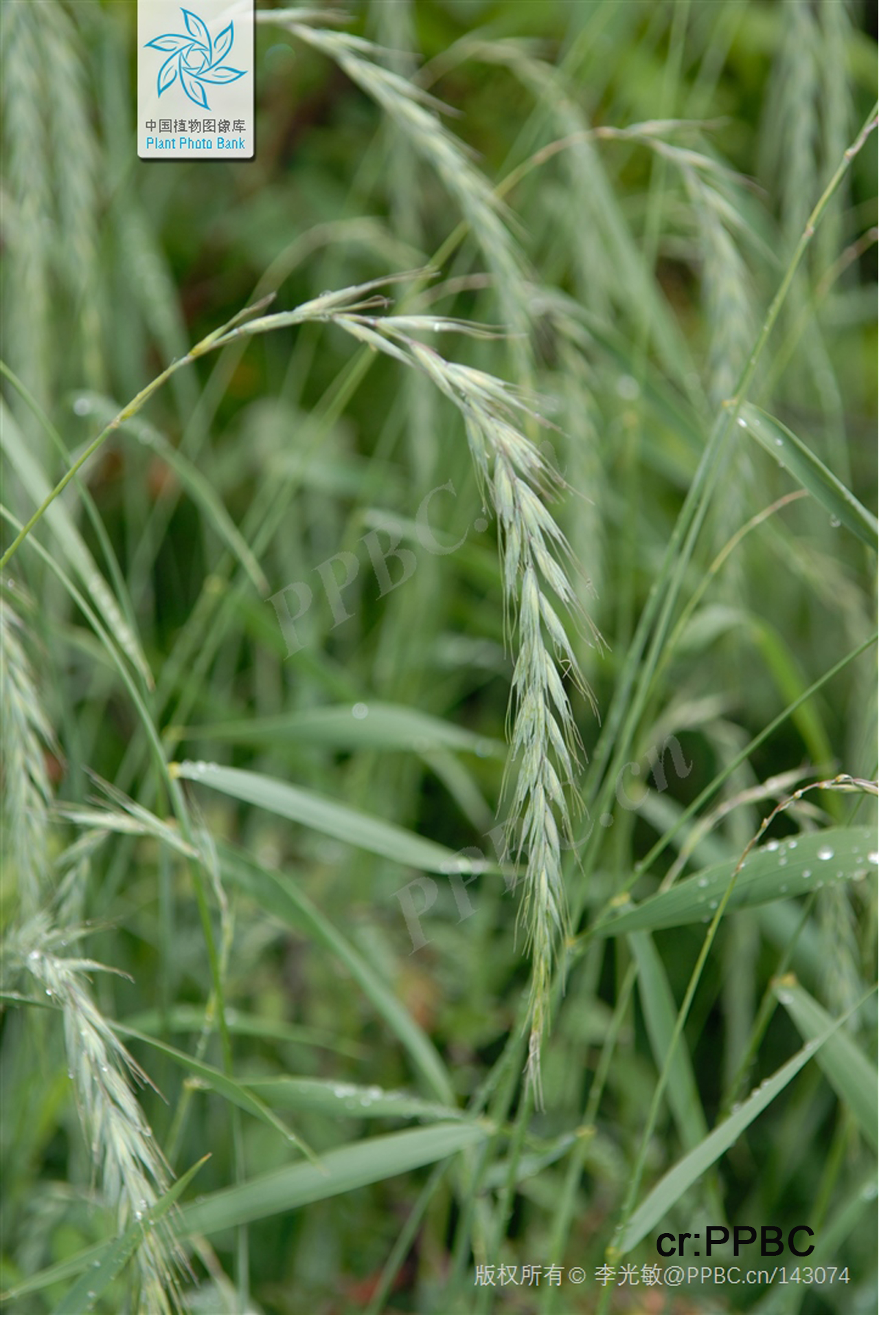 <p><em>Roegneria kamoji</em></p>