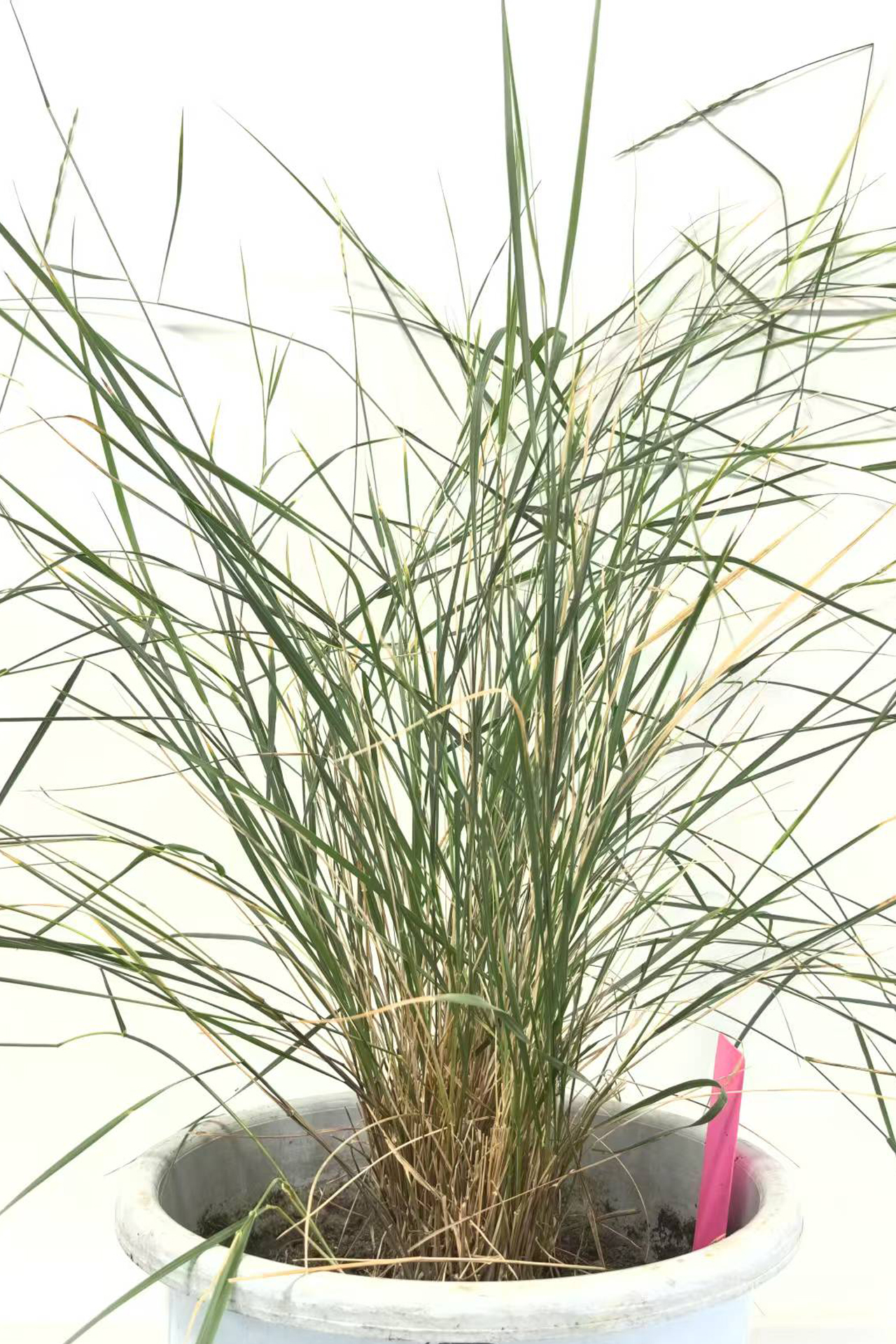 <p><em>Roegneria kamoji</em></p>