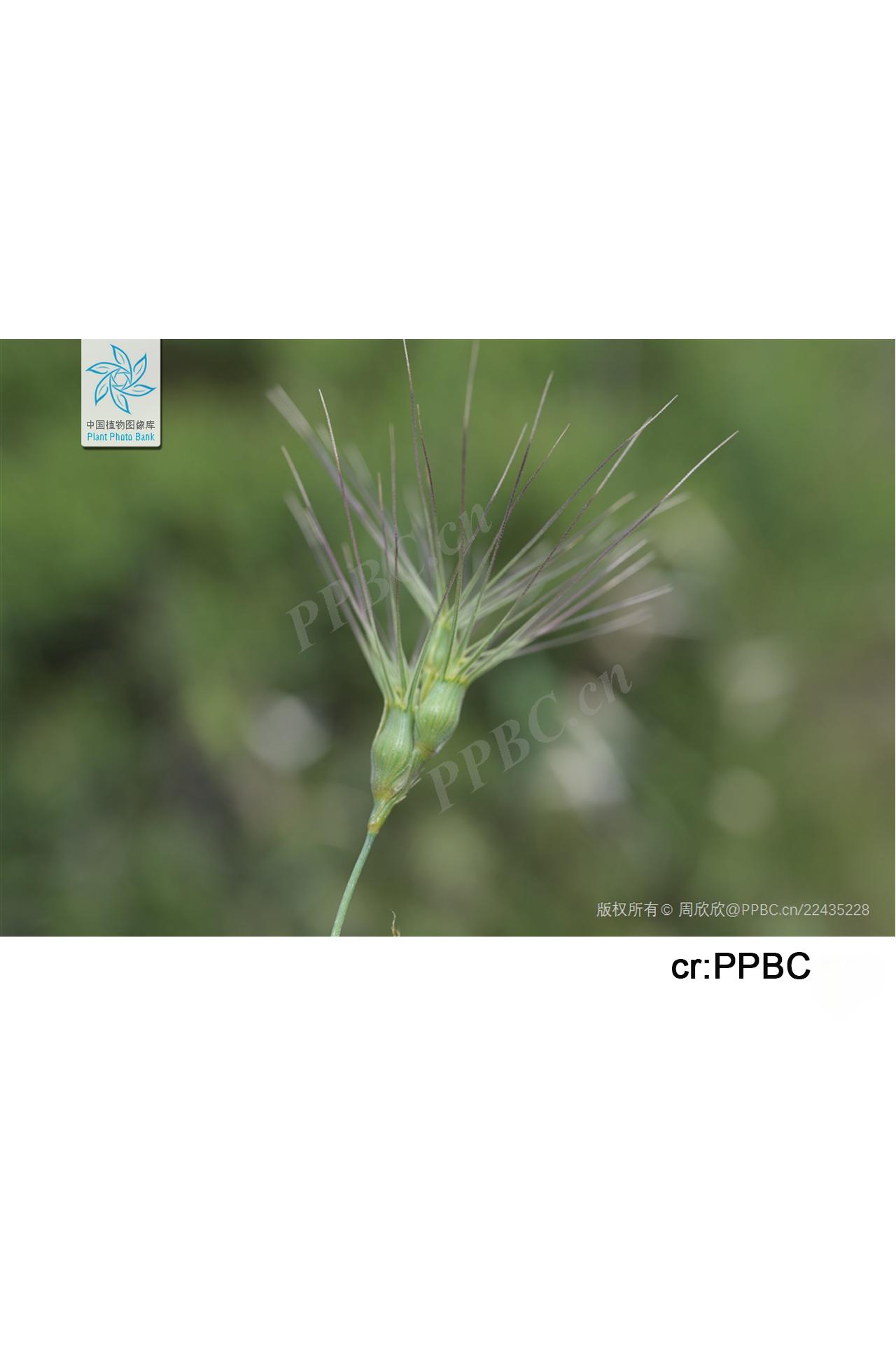 <p><em>Aegilops triuncialis</em></p>