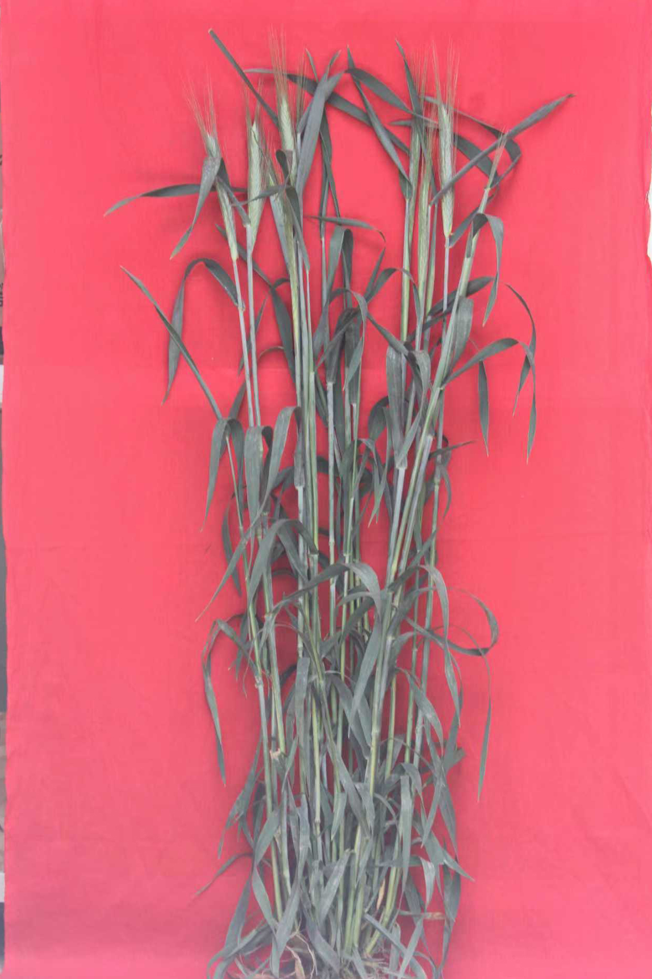 <p><em>Triticale</em></p>