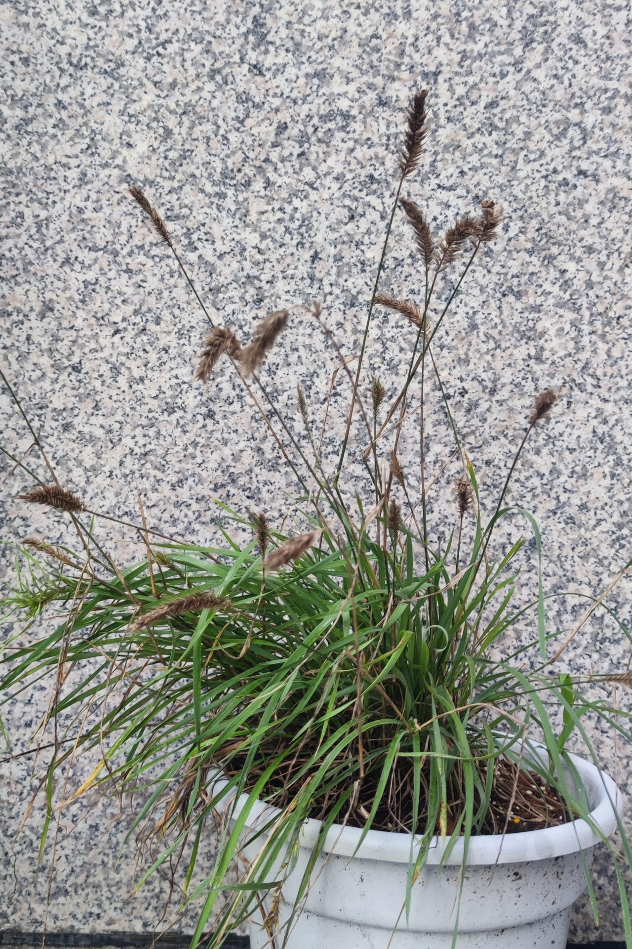 <p><em>Agropyron cristatum</em></p>