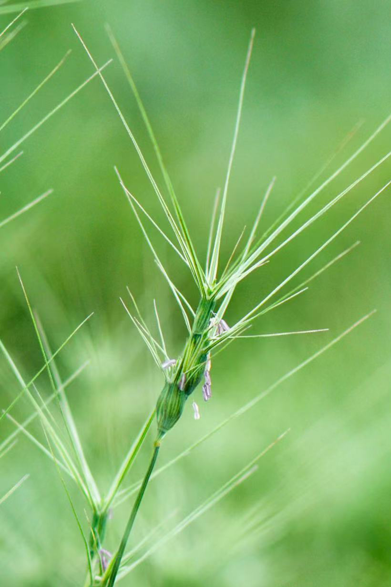 <p><em>Aegilops biuncialis</em></p>