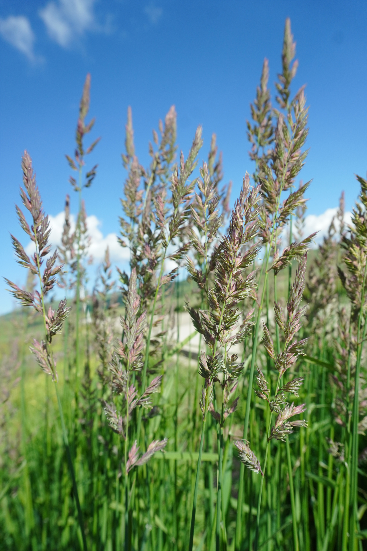 <p><em>Phalaris arundinacea</em></p>