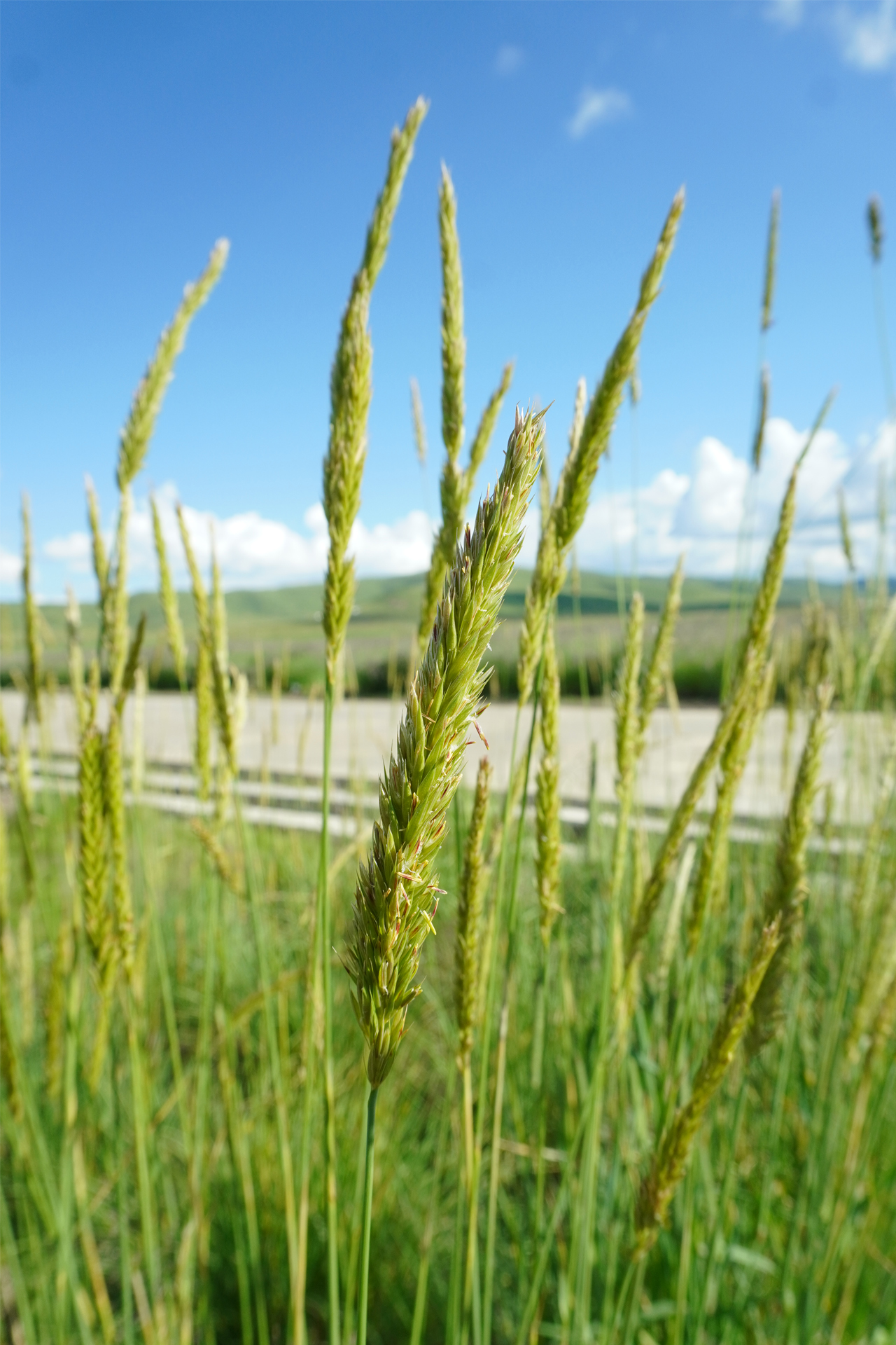 <p><em>Leymus secalinus</em></p>