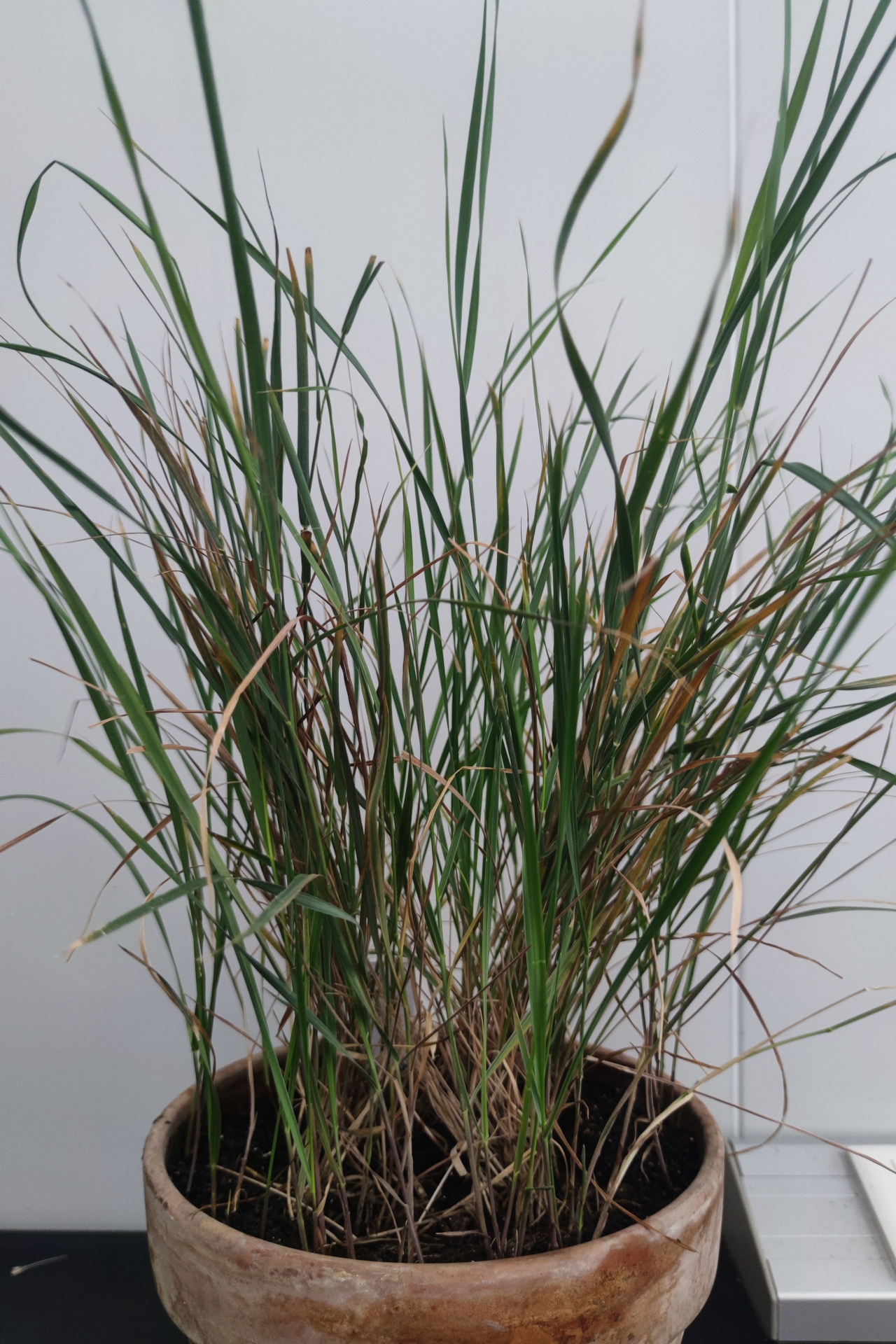 <p><em>Pseudoroegneria libanotica&nbsp;</em></p>