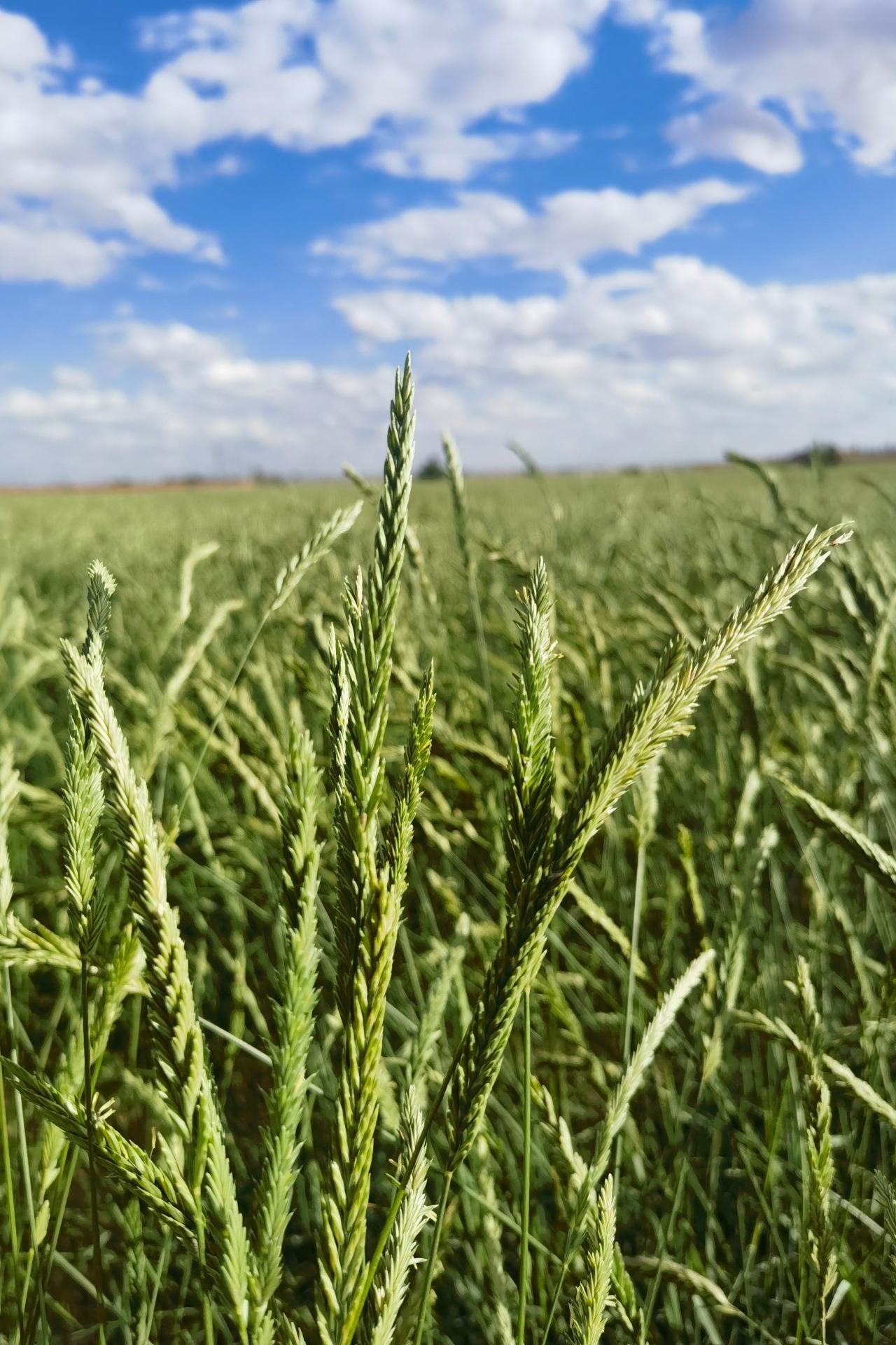 <p><em>Leymus chinensis</em></p>