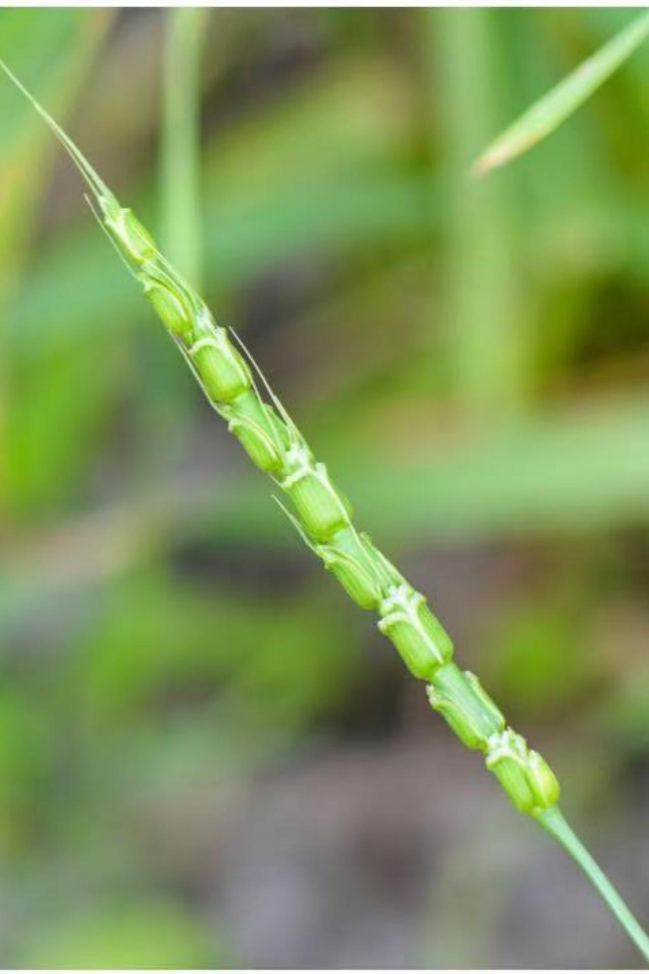 <p><em>Aegilops tauschii&nbsp;</em></p>