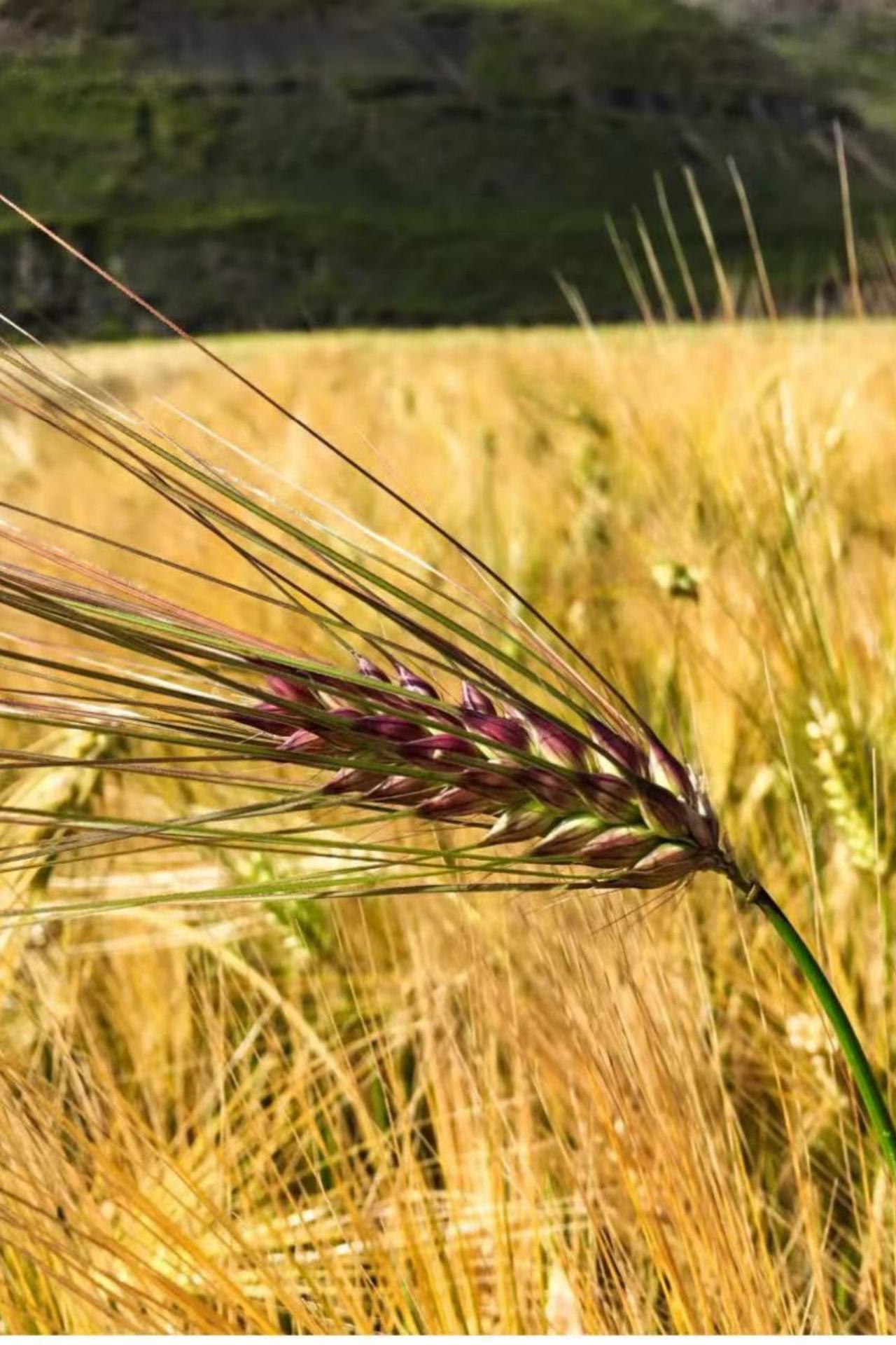 <p class="MsoNormal"><em>Hordeum vulgare</em></p>