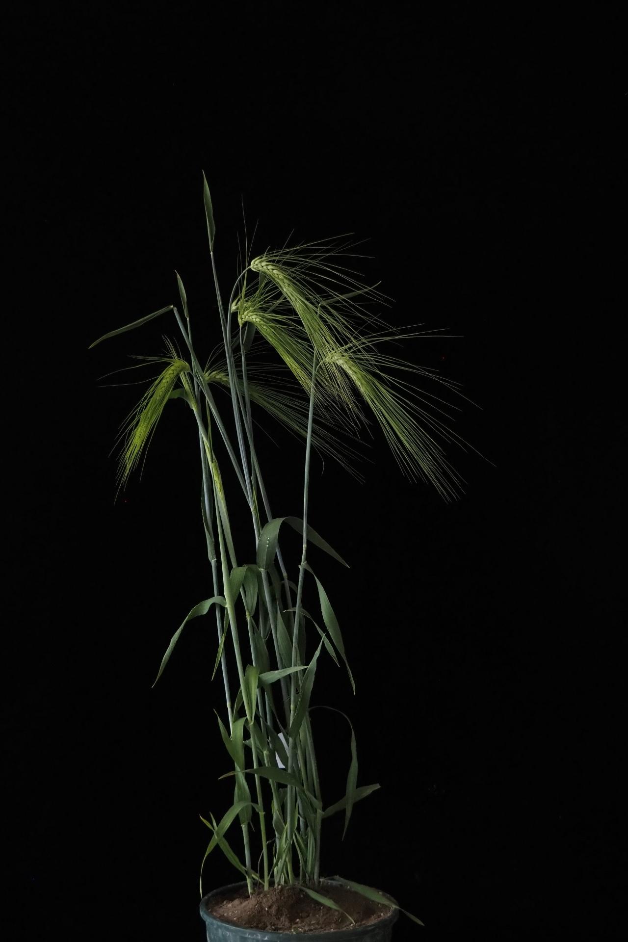 <p><em>Hordeum vulgare </em>var. <em>nudum</em></p>