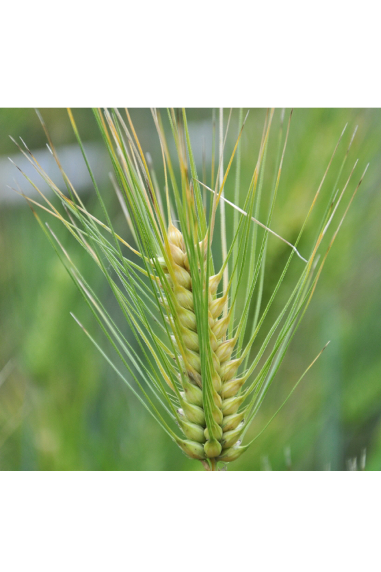 <p class="MsoNormal"><em><span style="font-family: Times New Roman;">Hordeum brevisubulatum</span></em></p>