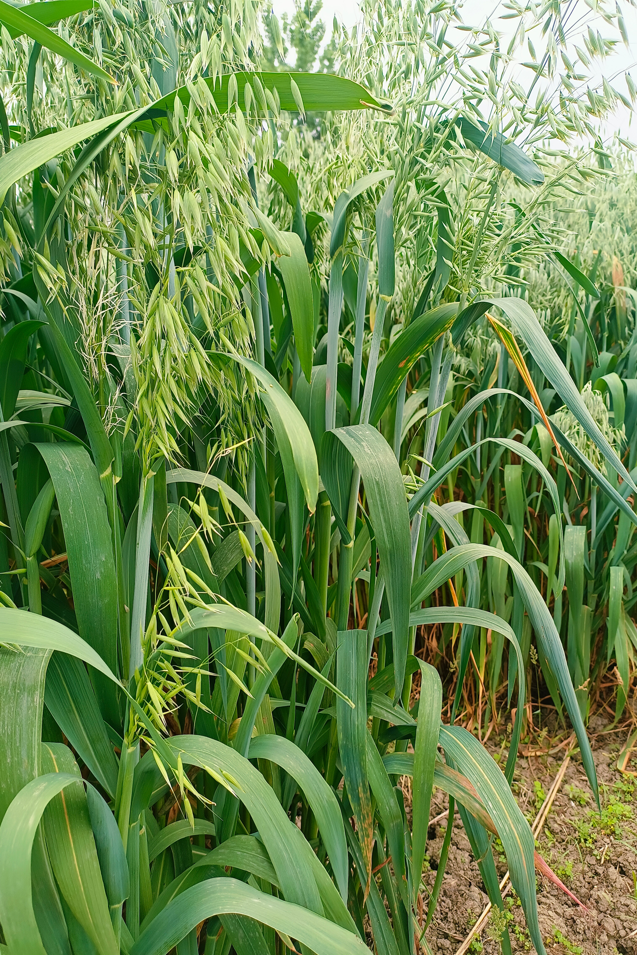 <p><em>Avena sativa</em></p>